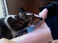 Hot dog oral sex with a nasty babe